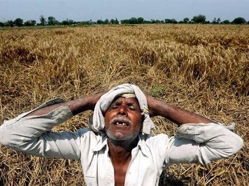 Farmer Suicide Problem Worsening in Maharashtra, Number of Deaths Increases- RTI: OnlineRTI